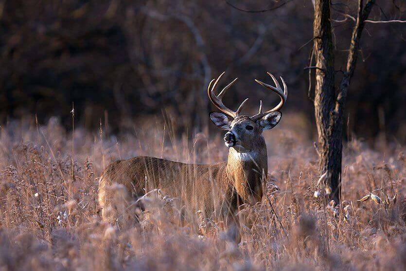 Post Photo for CWD Discussion in Rushford Sep 19th